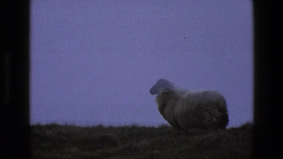 A soft, grainy 1969 8mm view shows the sheep on a rural English ridge under fading blue-purple light.