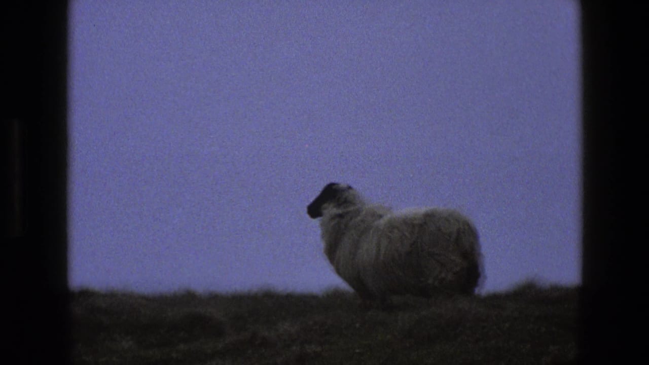 Sheep standing on a dark grassy hillside beneath a purple sky.