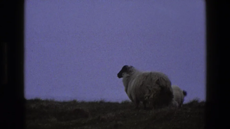 A foreground sheep stands on the hillside as a second sheep appears partly behind it in this 1969 England home-movie frame.
