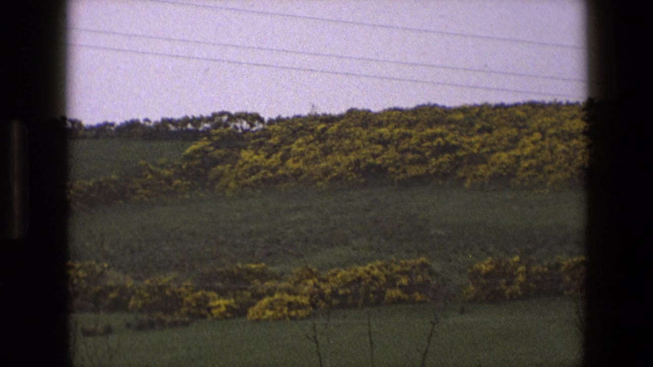 Green hillside with yellow-flowering bushes, trees, pale sky, and power lines behind dark frame edges.