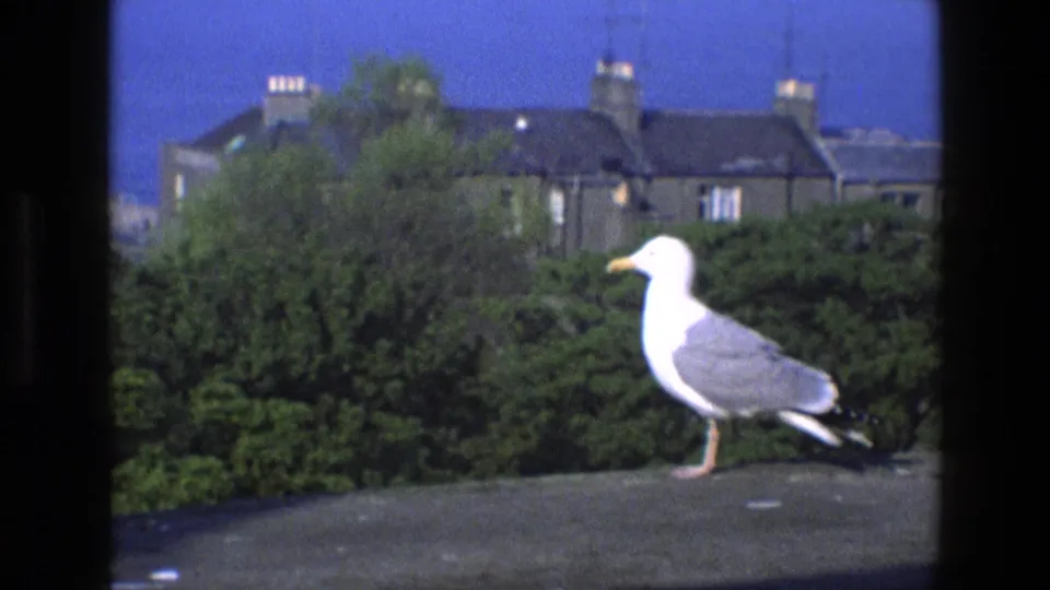 1969 England 8mm frame showing a seagull on a ledge before green shrubs, residential buildings, and a vivid blue sky.