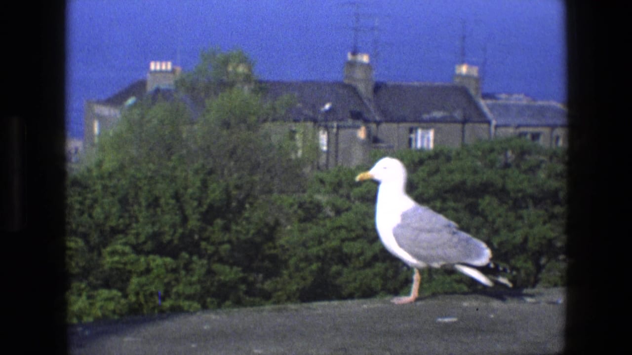 A seagull stands on a ledge in a 1969 English residential setting, with hedges, trees, chimneys, and rooftop aerials behind it.