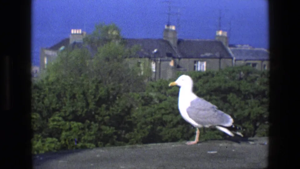 A seagull stands on a ledge in a 1969 English residential setting, with hedges, trees, chimneys, and rooftop aerials behind it.