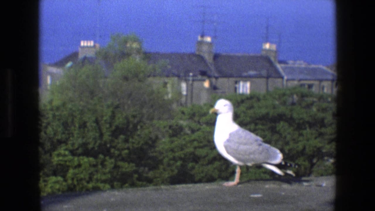 The gull faces right on the ledge in an English 1969 home-movie frame, with suburban houses, chimneys, trees, and clear sky beyond.