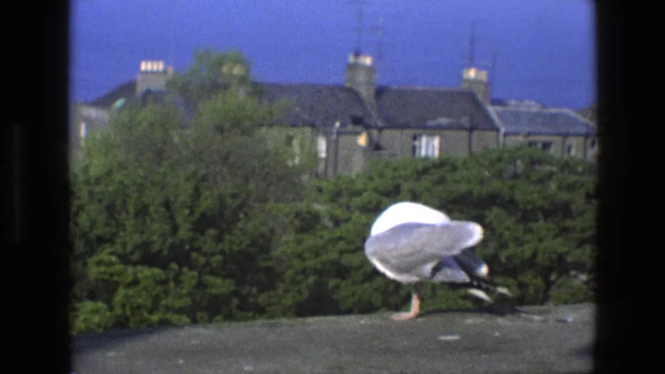 A seagull bends to preen on the ledge, backed by greenery and English suburban houses in the supplied 1969 home-movie footage.