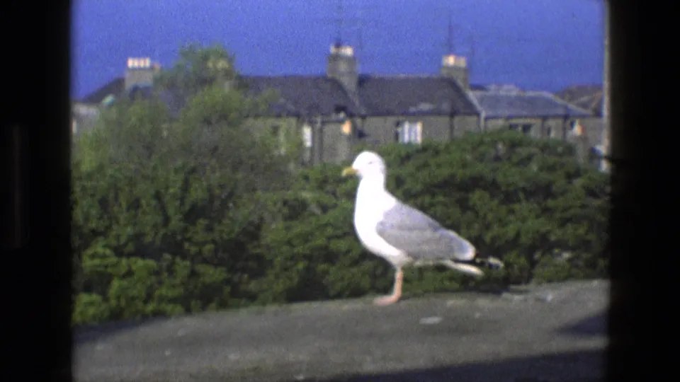 The seagull stands in profile on the ledge as trees, hedges, brick houses, chimneys, and rooftop aerials fill the 1969 England background.