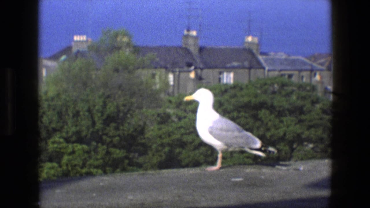1969 England 8mm frame of a white and gray seagull on a ledge, with green bushes, stone houses, and blue sky behind it.