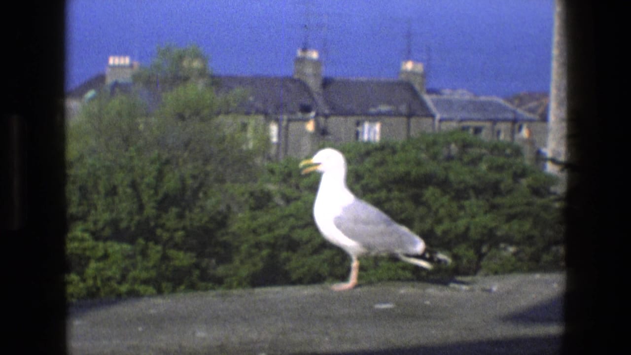 1969 England 8mm frame of a gull with open beak on a ledge, backed by shrubs, stone houses, chimneys, and a deep blue sky.