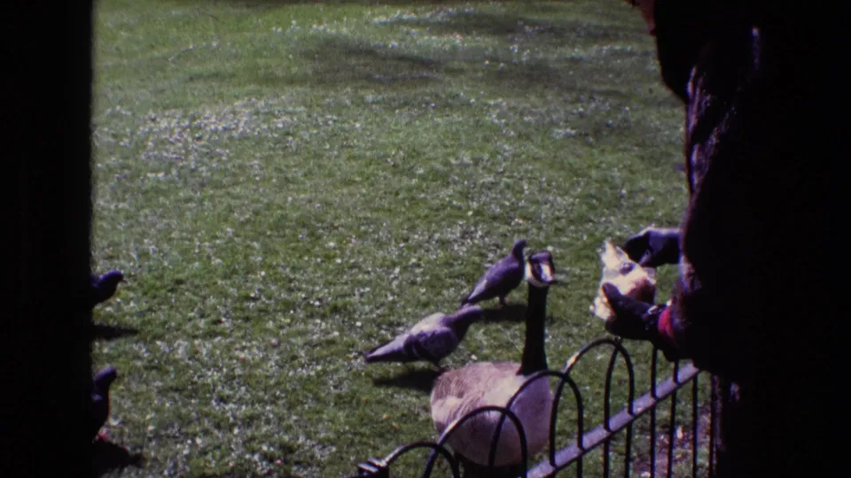 1969 Ireland park scene showing a person feeding a Canada goose while pigeons gather on the grass.