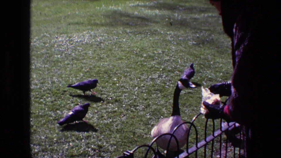 1969 Ireland 8mm park frame with a Canada goose, pigeons, and a person holding food at the edge of the shot.