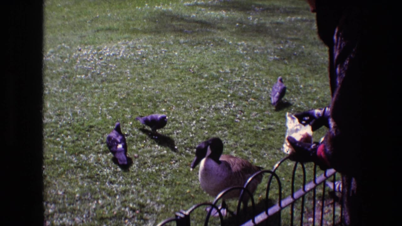 In 1969 Ireland home-movie footage, a Canada goose and pigeons approach bread held by a dark-coated person beside a metal fence.