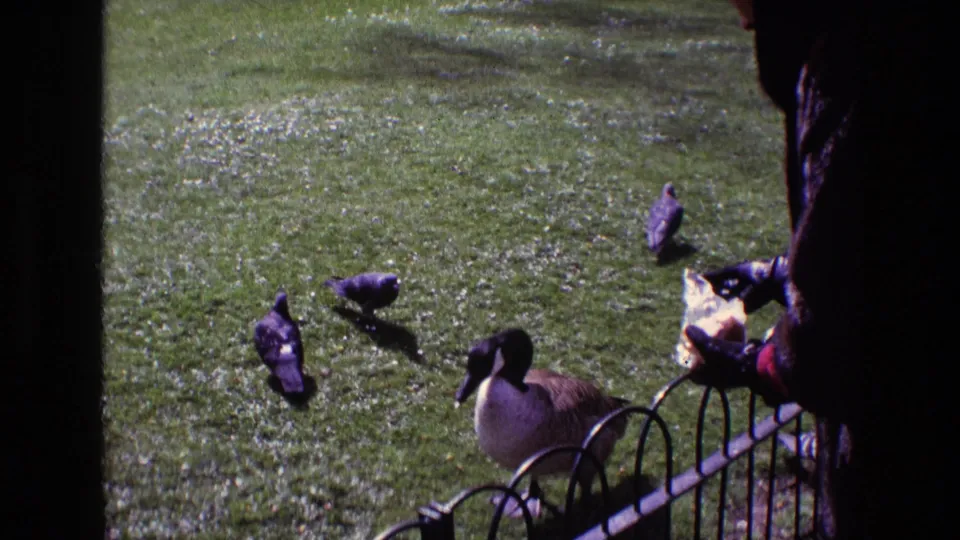 In 1969 Ireland home-movie footage, a Canada goose and pigeons approach bread held by a dark-coated person beside a metal fence.