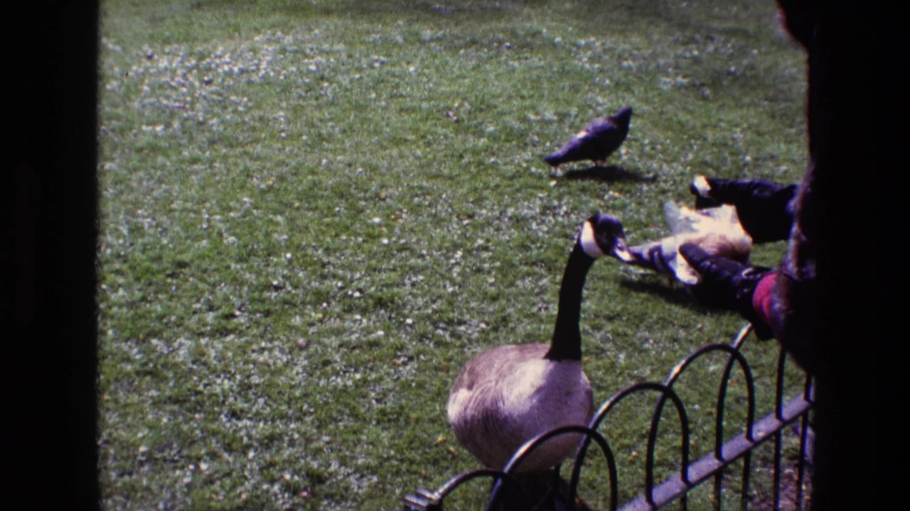 Canada goose stands by a metal fence while pigeons feed from bread on the grass.