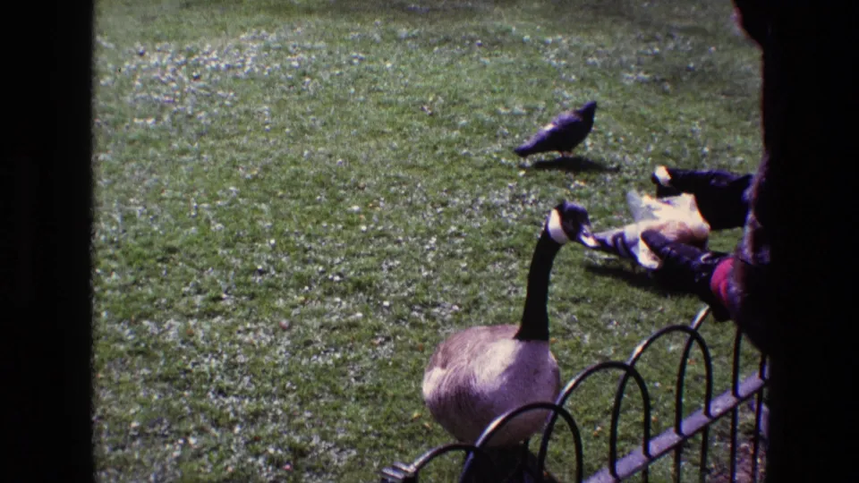 The park scene shows a Canada goose beside the fence as pigeons cluster around bread on the lawn in 1969 Ireland footage.