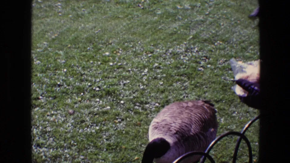 A close 8mm frame shows the goose near a black metal fence with bread held nearby and lawn filling the background.