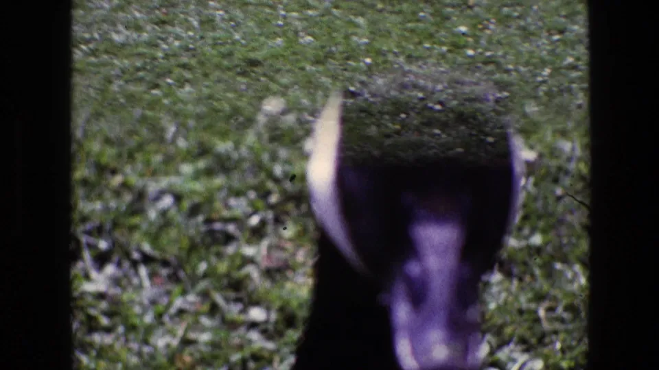 The final frame is a soft, close 8mm view of the Canada goose near the camera, with the grassy park lawn behind it.
