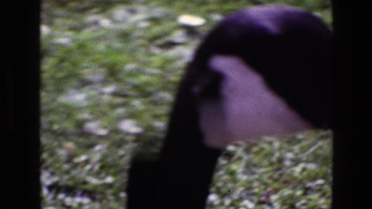 Close view of a Canada goose head behind dark vertical bars with grass in the background.
