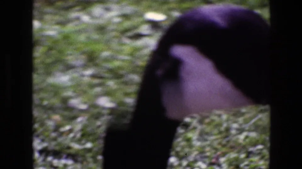 1969 Ireland 8mm frame showing a soft close-up of a Canada goose head and white cheek patch behind dark vertical bars.