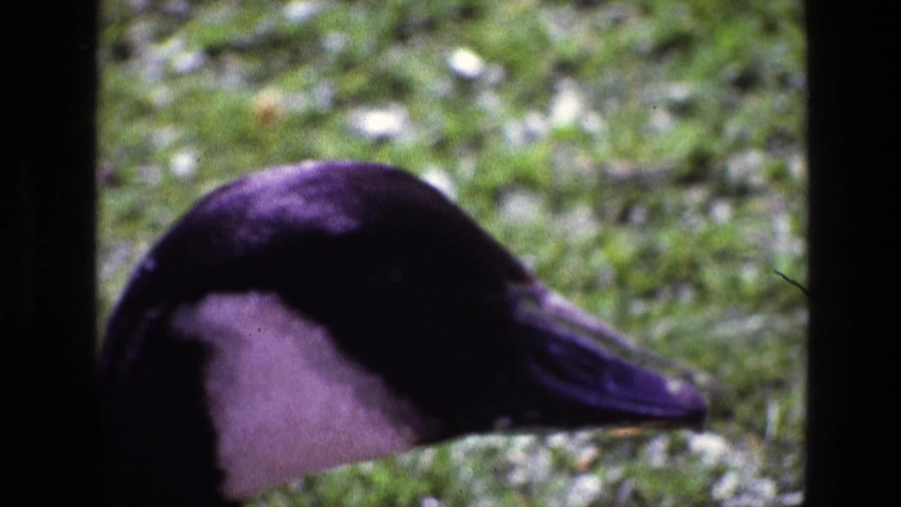 1969 Ireland 8mm frame with the Canada goose in side profile, its black neck and white cheek patch crossing the barred foreground.