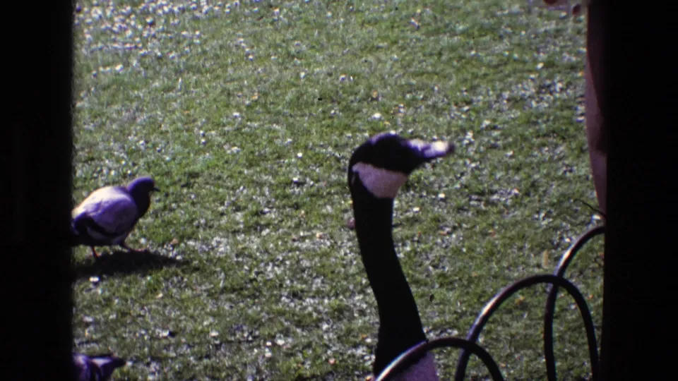 1969 Ireland 8mm frame showing a goose standing on grass while pigeons forage nearby, with dark bars in the foreground.