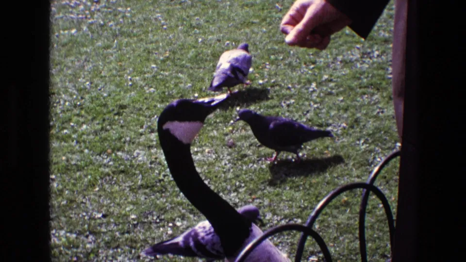 1969 Ireland 8mm frame showing a visible hand offering food to a Canada goose as pigeons gather nearby on grass.