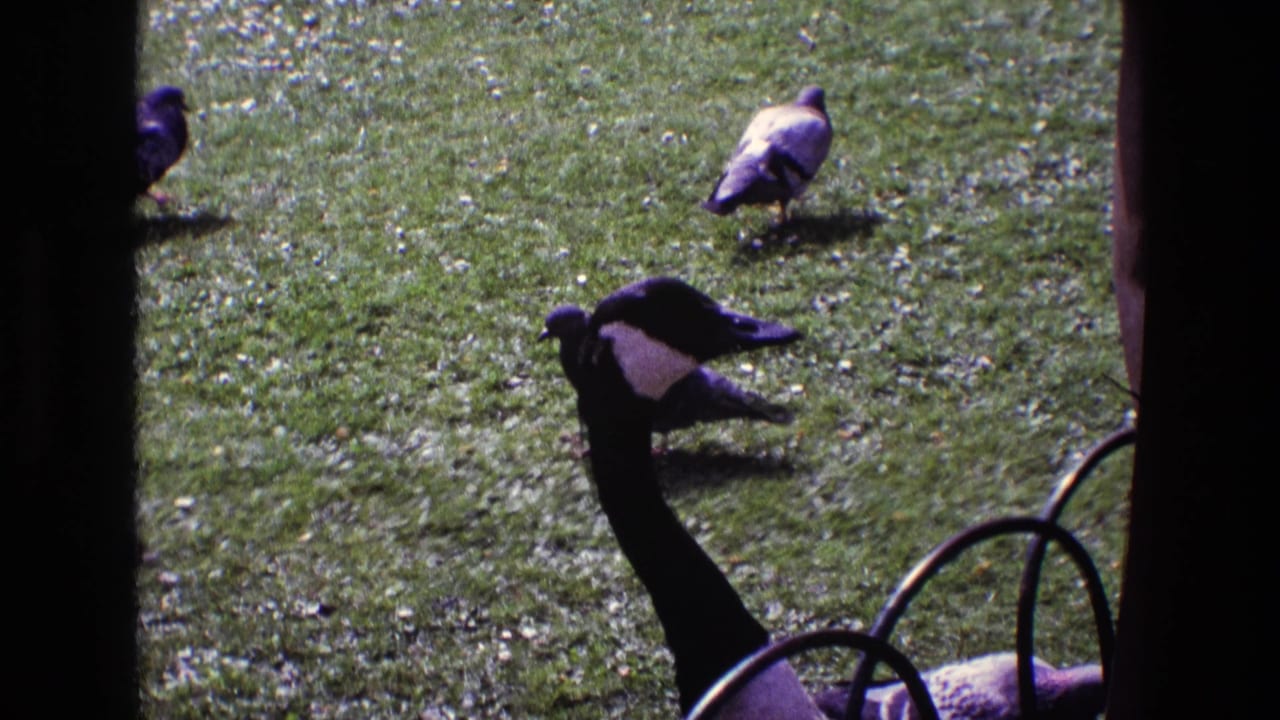 1969 Ireland 8mm frame showing a Canada goose among pigeons on grass, partly blocked by dark window or doorway edges.