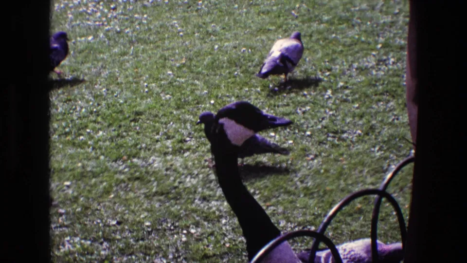 1969 Ireland 8mm frame showing a Canada goose among pigeons on grass, partly blocked by dark window or doorway edges.