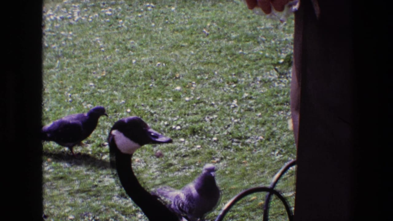 1969 Ireland 8mm frame with a Canada goose and pigeons on a lawn, viewed through a dark vertical frame with a hand entering above.
