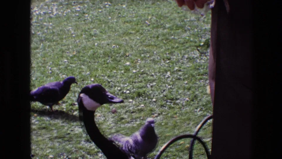 1969 Ireland 8mm frame with a Canada goose and pigeons on a lawn, viewed through a dark vertical frame with a hand entering above.