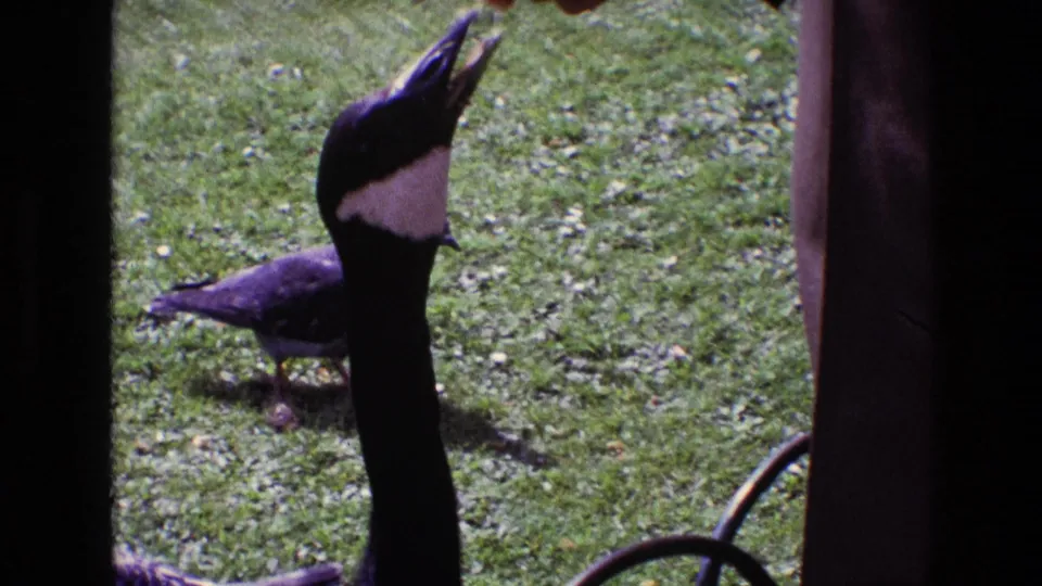 1969 Ireland 8mm frame showing a Canada goose in closer view, neck raised on a grassy lawn beside dark window framing.