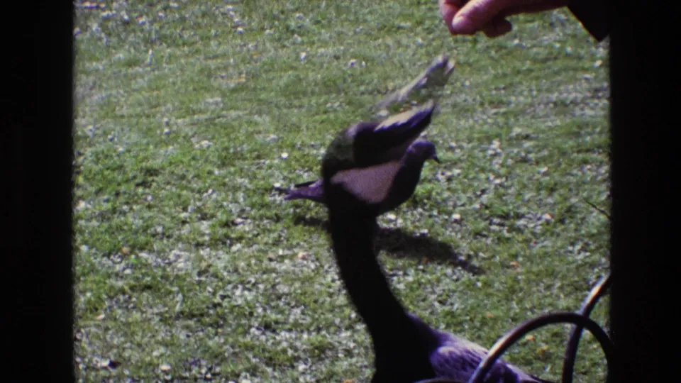 1969 Ireland 8mm frame showing a hand extended toward a Canada goose as pigeons mill around on the grass.