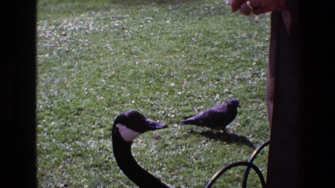 In 1969 Ireland home-movie footage, a Canada goose stands near pigeons on grass as a person is partly visible at the edge of the frame.