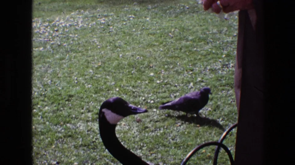 In 1969 Ireland home-movie footage, a Canada goose stands near pigeons on grass as a person is partly visible at the edge of the frame.