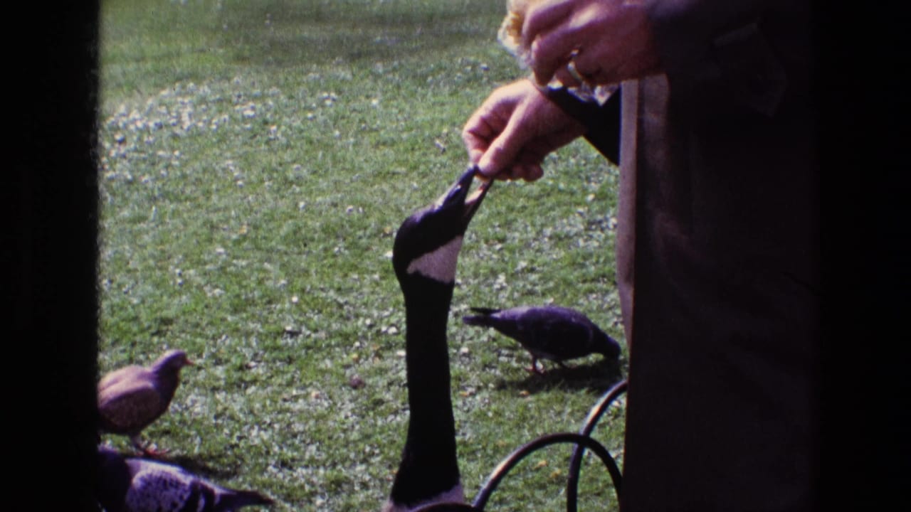 A Canada goose reaches toward a person's hand with food while pigeons forage in the grass in this 1969 Ireland park scene.