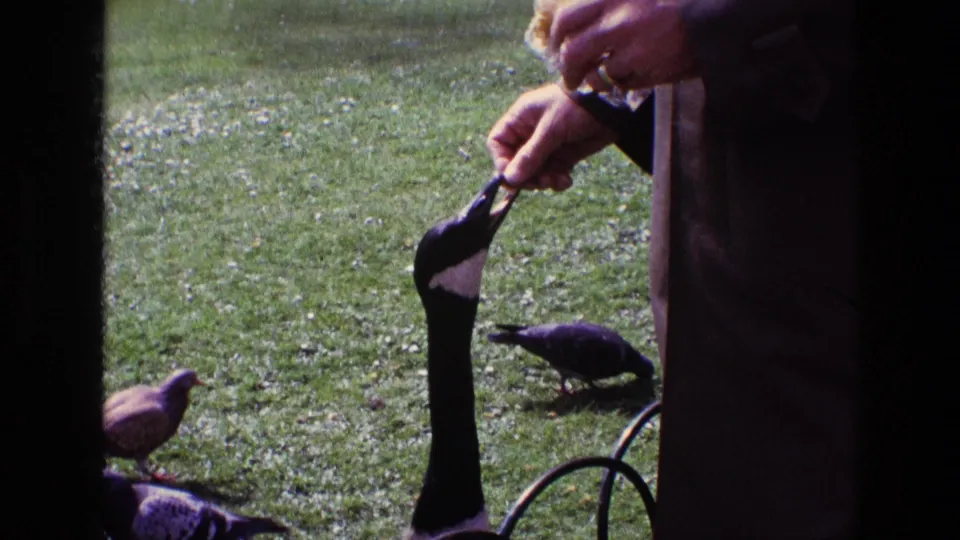 A Canada goose reaches toward a person's hand with food while pigeons forage in the grass in this 1969 Ireland park scene.