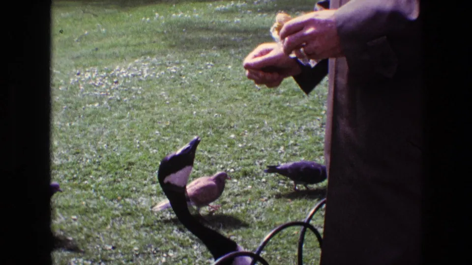 The person's hands hold food over a Canada goose as pigeons gather nearby on the grassy park lawn in 1969 Ireland footage.