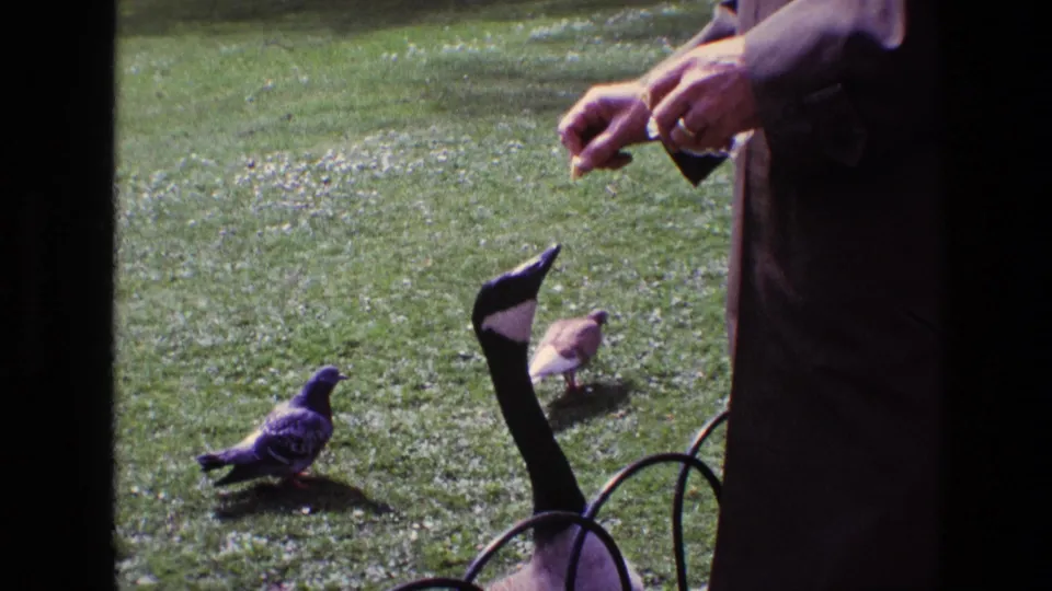 A Canada goose watches a person's hand holding food while pigeons move across the grass in the Ireland home-movie clip from 1969.
