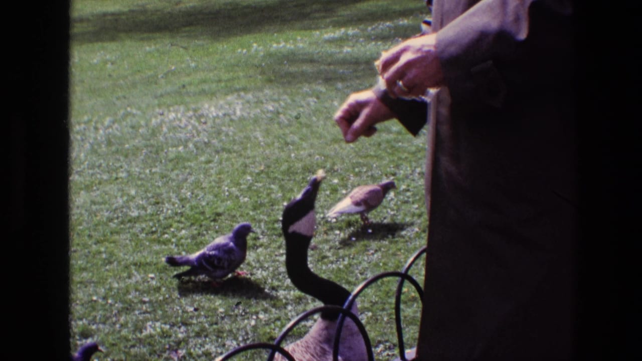 In 1969 Ireland home-movie footage, a dark-coated adult holds food toward a Canada goose while pigeons stand on the lawn nearby.