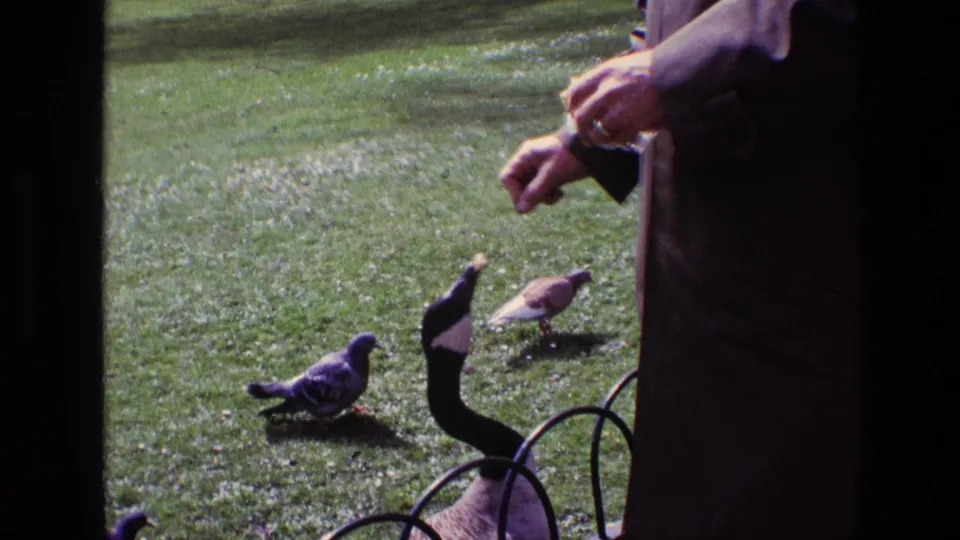 In 1969 Ireland home-movie footage, a dark-coated adult holds food toward a Canada goose while pigeons stand on the lawn nearby.