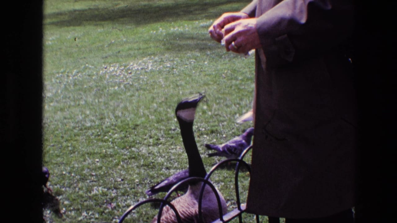 Canada goose stretching up toward a person's hands beside pigeons on grass.