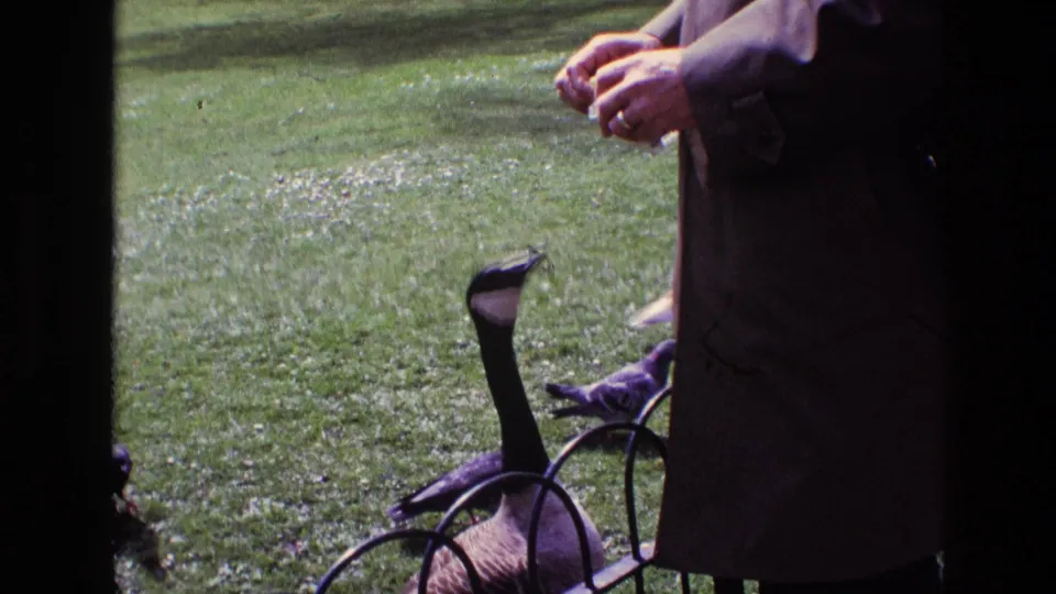 The goose reaches toward food held by a dark-coated adult, with pigeons foraging across the grassy park setting.