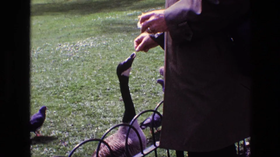 A handheld 8mm frame shows a dark-coated adult offering food downward to a Canada goose as pigeons move across the grass.