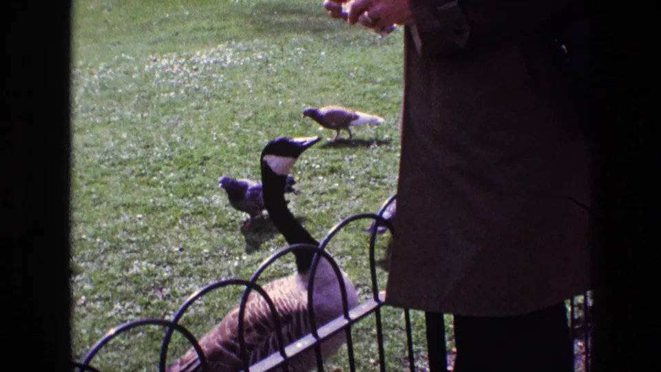 The final frame shows the goose beside pigeons at the edge of a standing adult's coat in an Ireland park scene from 1969.