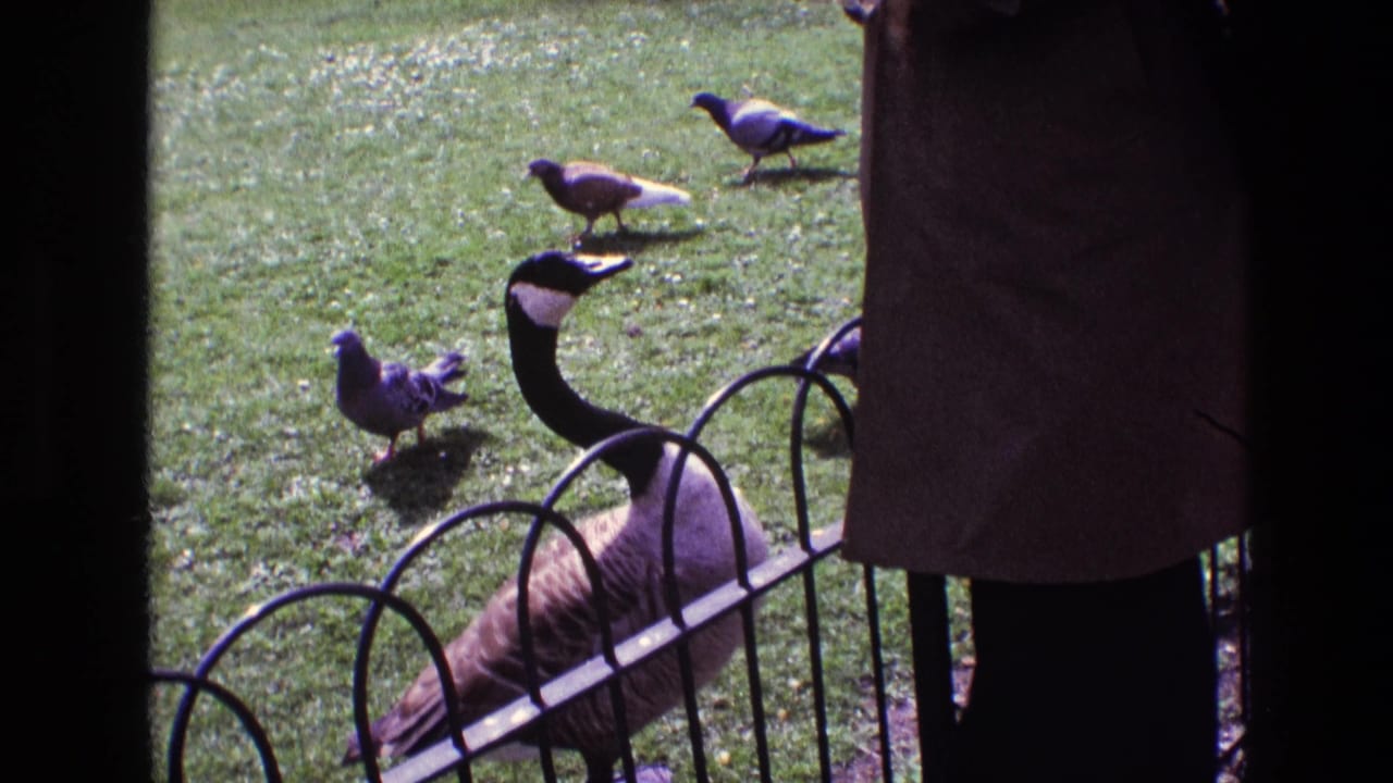 1969 Ireland 8mm frame showing a Canada goose by a decorative fence as pigeons move across a grassy lawn.