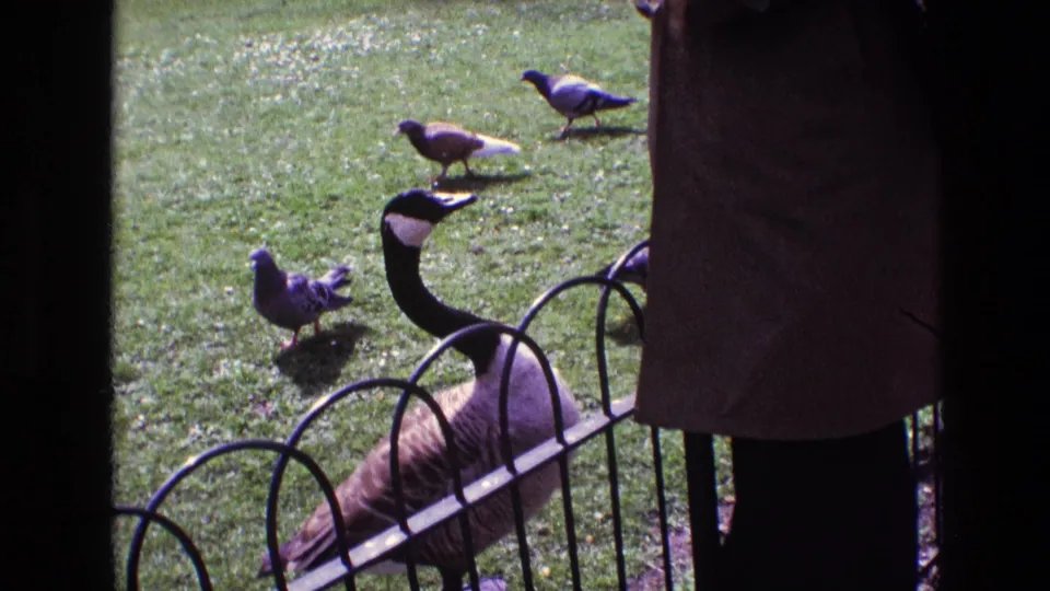 1969 Ireland 8mm frame showing a Canada goose by a decorative fence as pigeons move across a grassy lawn.