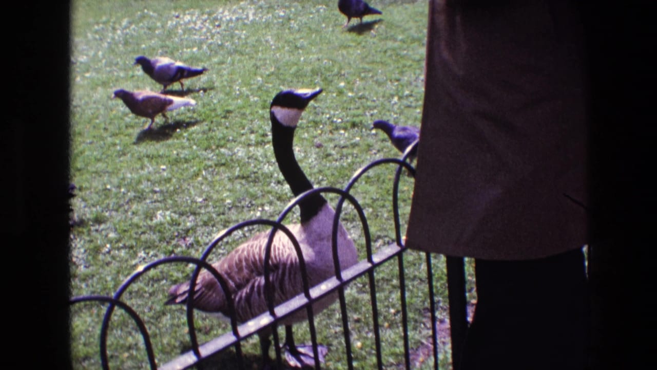 1969 Ireland home-movie frame with a Canada goose stretching upward near a fence as pigeons forage nearby.