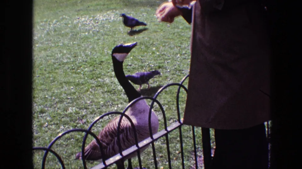 1969 Ireland 8mm frame showing a partially visible person feeding a Canada goose with pigeons nearby.