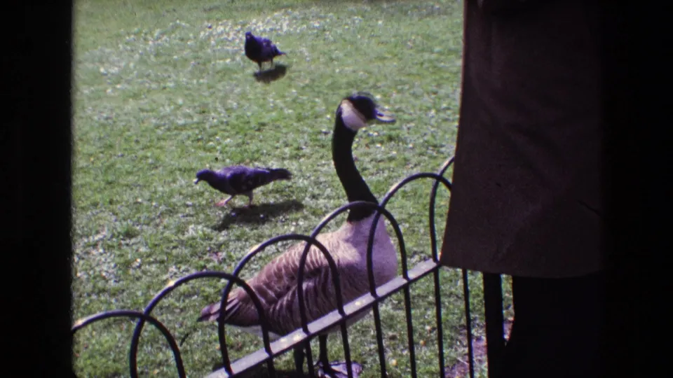 1969 Ireland frame showing a Canada goose near a low metal fence while pigeons peck and walk on the grass.