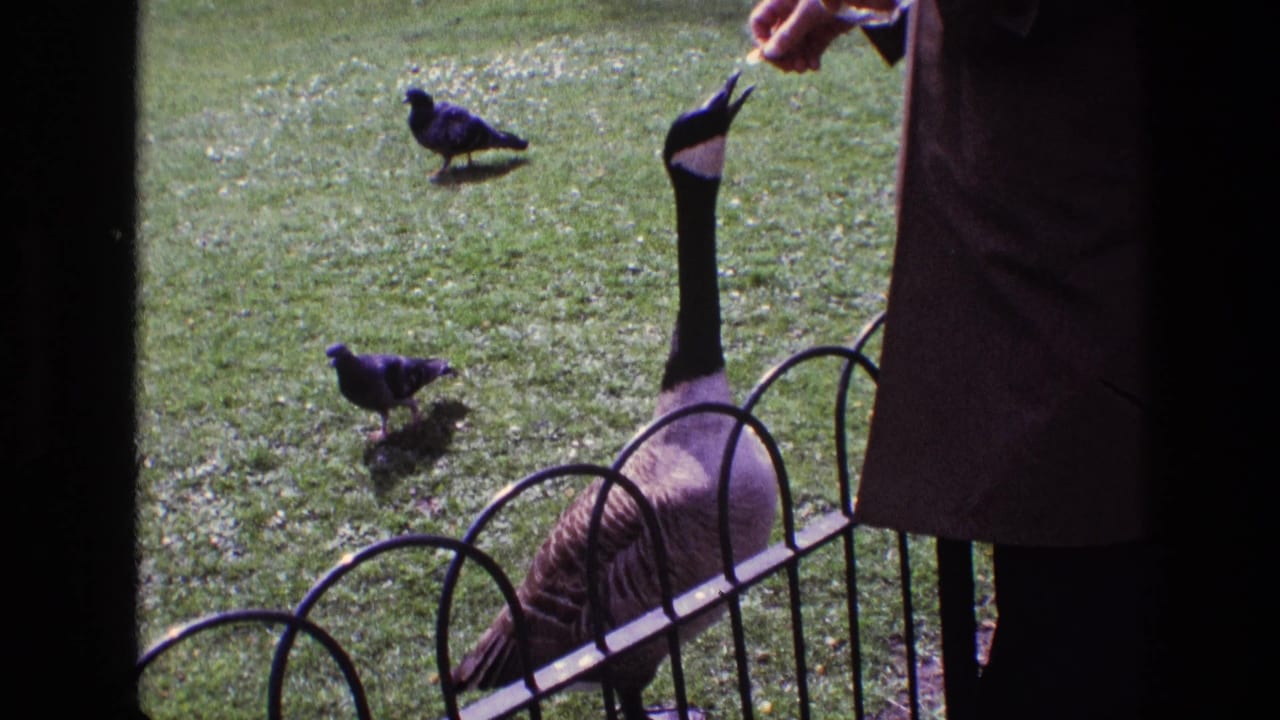 In 1969 Ireland home-movie footage, a partial adult figure feeds a Canadian goose near a black metal fence as pigeons mill on the lawn.