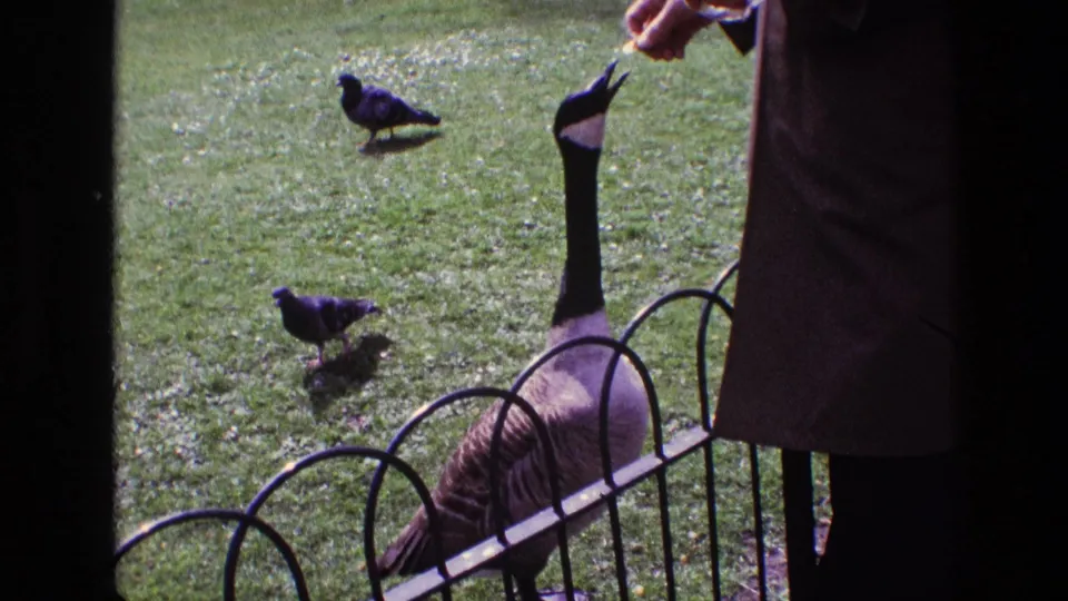 In 1969 Ireland home-movie footage, a partial adult figure feeds a Canadian goose near a black metal fence as pigeons mill on the lawn.